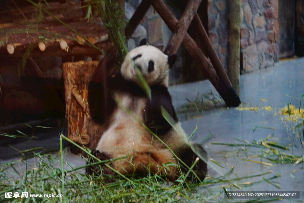 熊猫惬意享用竹子