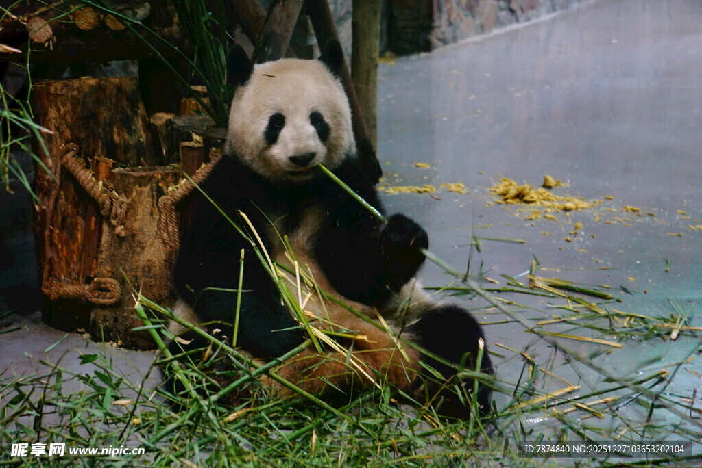 熊猫惬意进食竹子