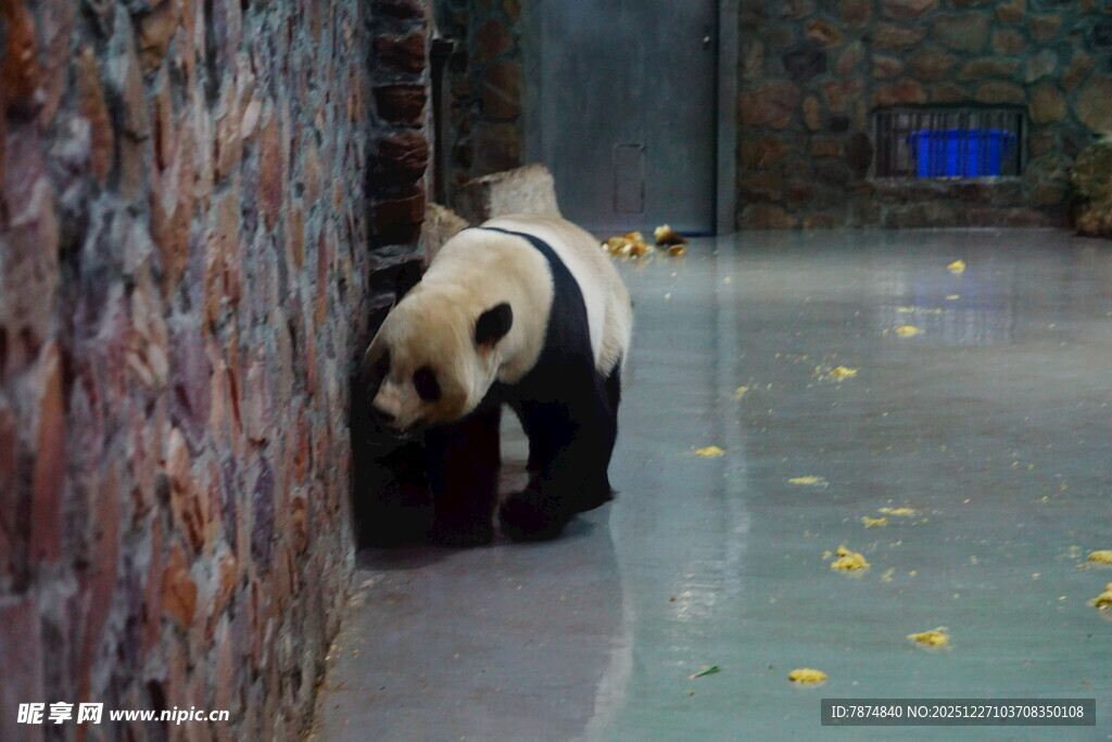 墙边漫步的可爱大熊猫