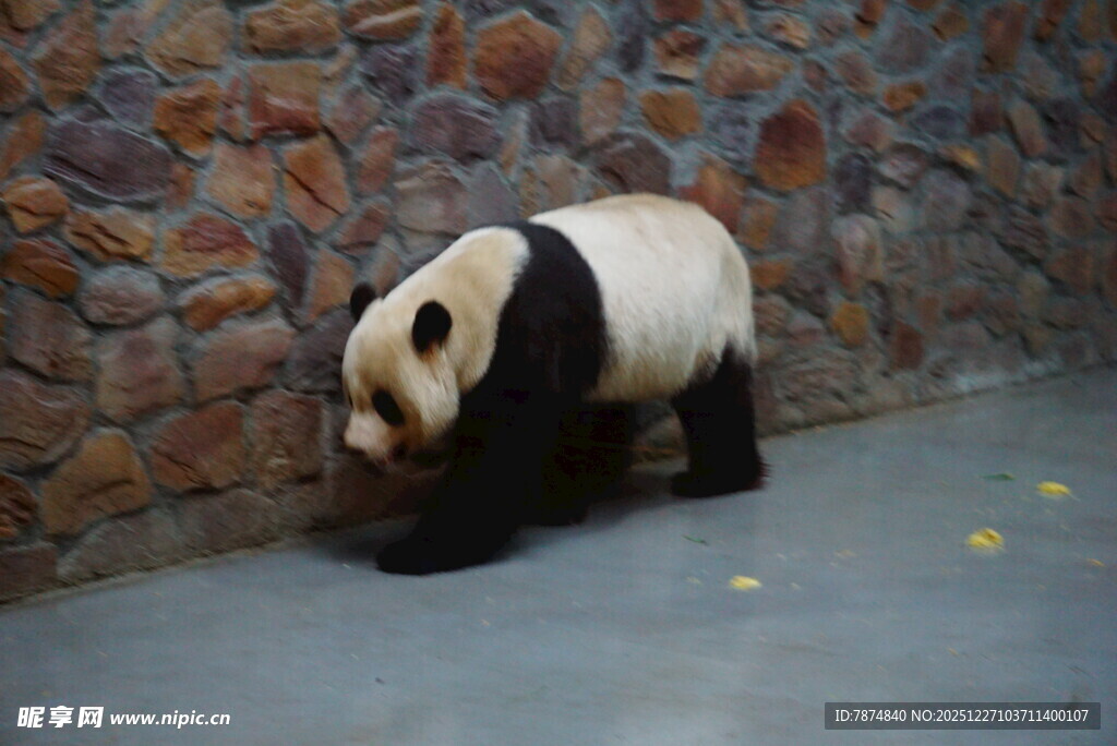 墙边行走的大熊猫