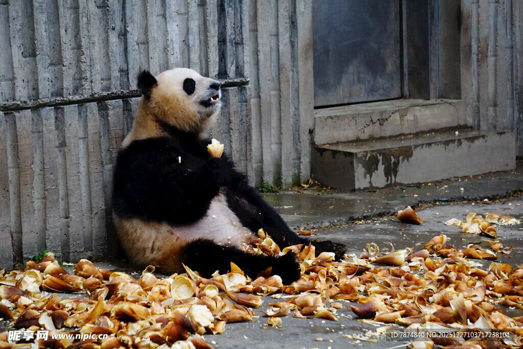 熊猫坐落叶中惬意进食