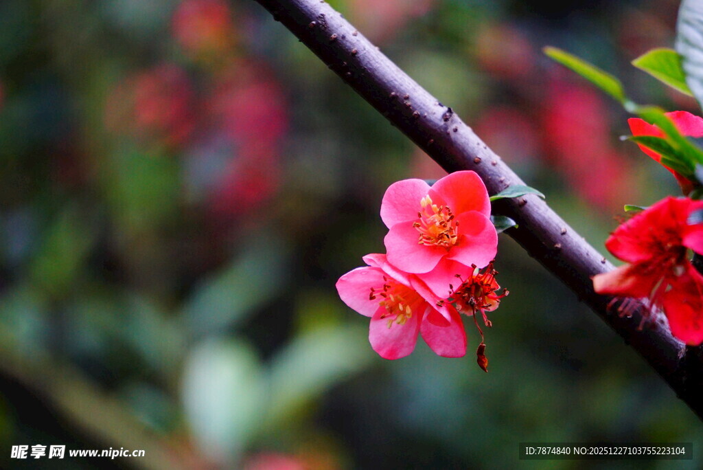 枝头绽放的娇艳红花朵