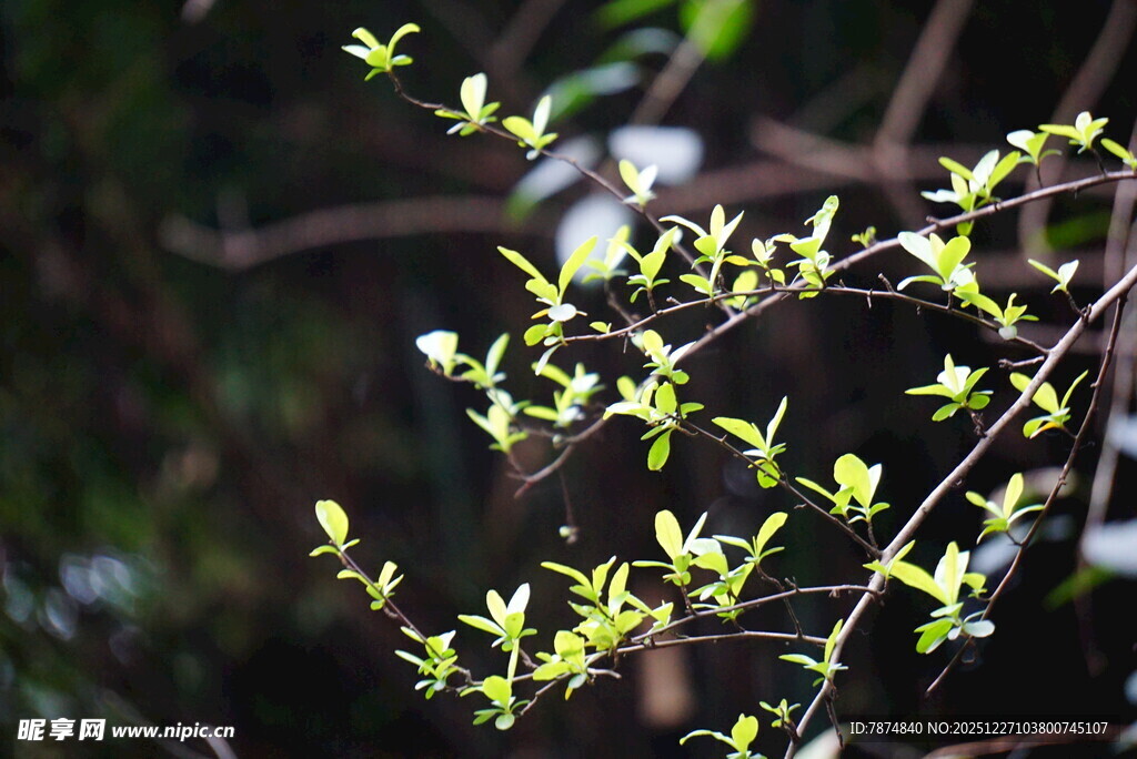 嫩绿新枝绽生机