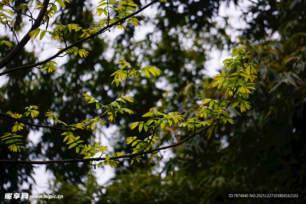 茂密林间绿意盎然