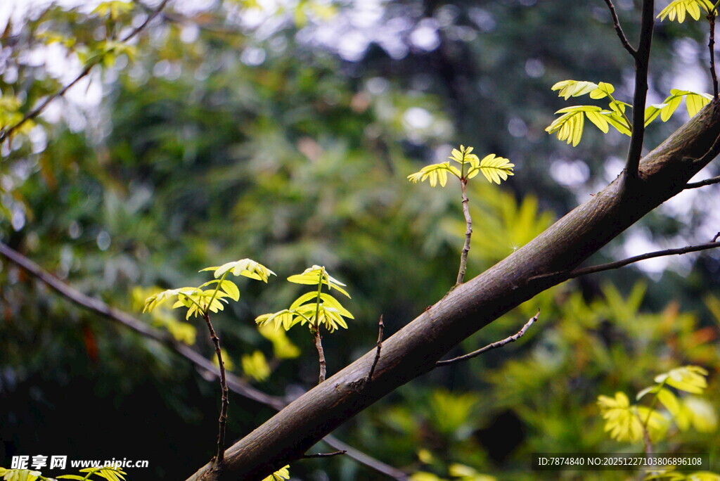 枝头嫩黄新叶初绽
