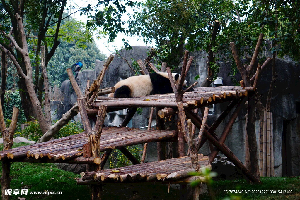 熊猫在木架上惬意休憩