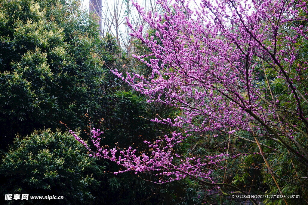 紫花绽放于绿树间