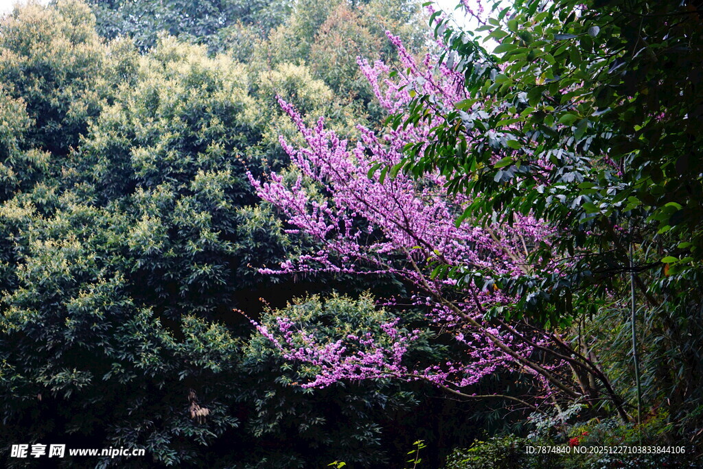 山林间绽放的绚烂紫花