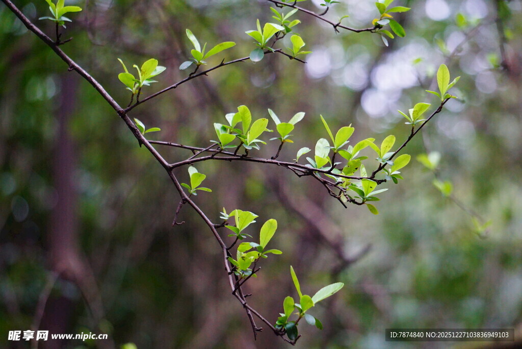 嫩绿新枝绽于林间