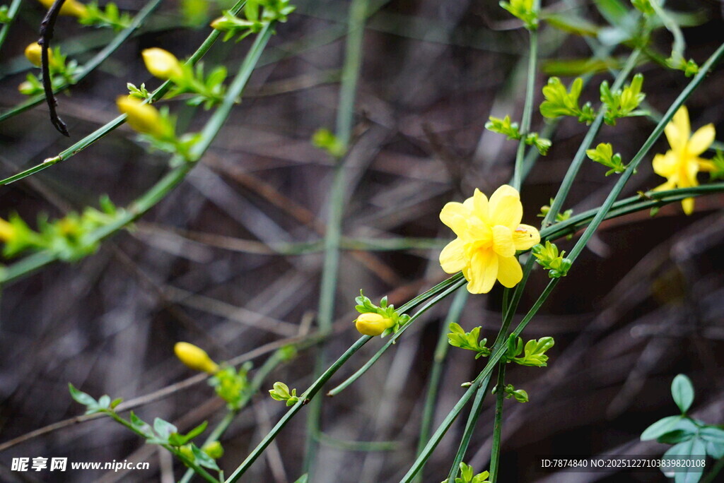 绽放的黄色小花
