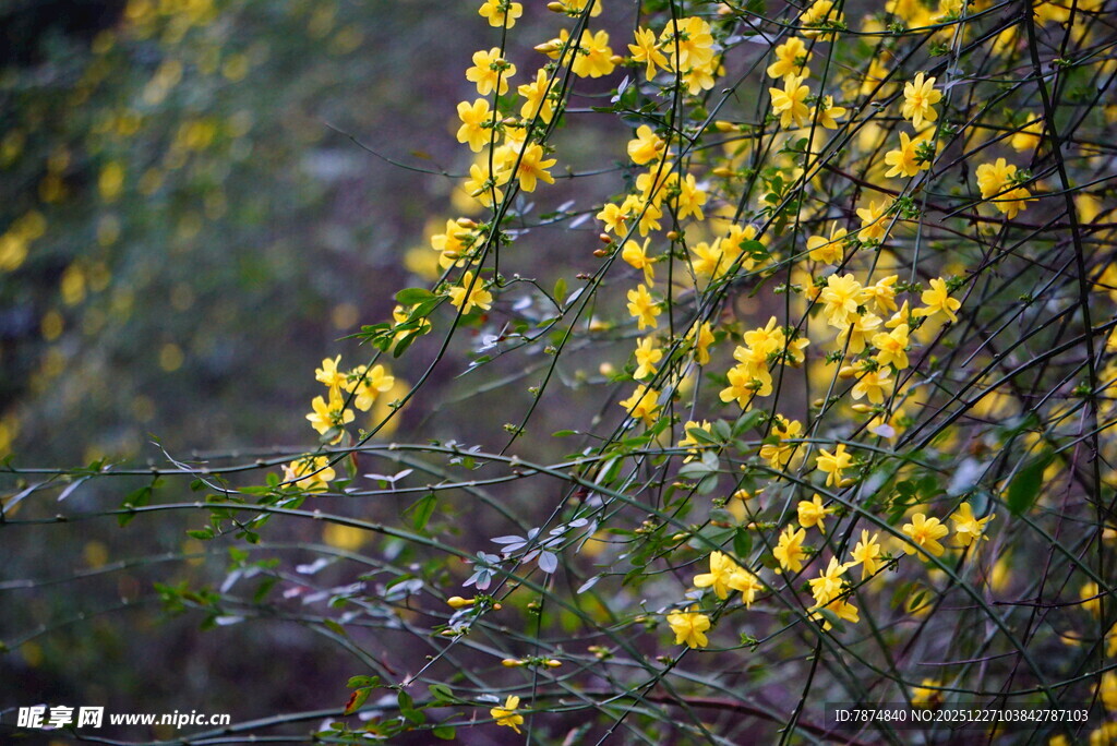 金黄迎春花绽放枝头