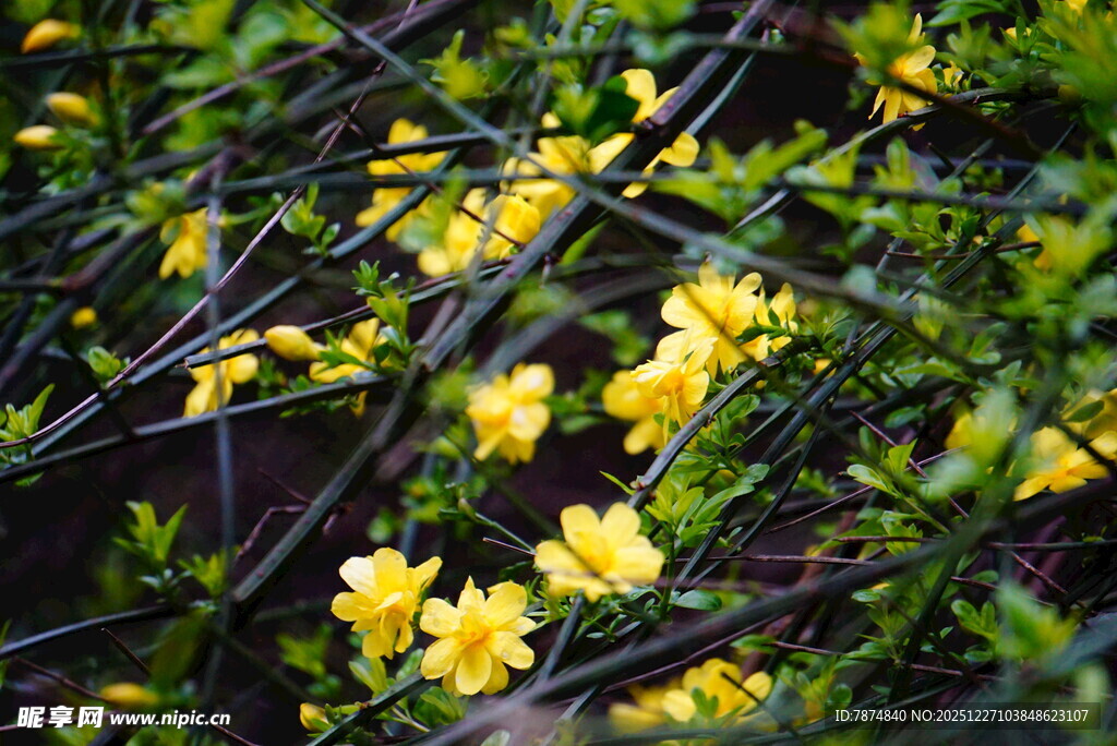 春日绽放的金黄迎春花