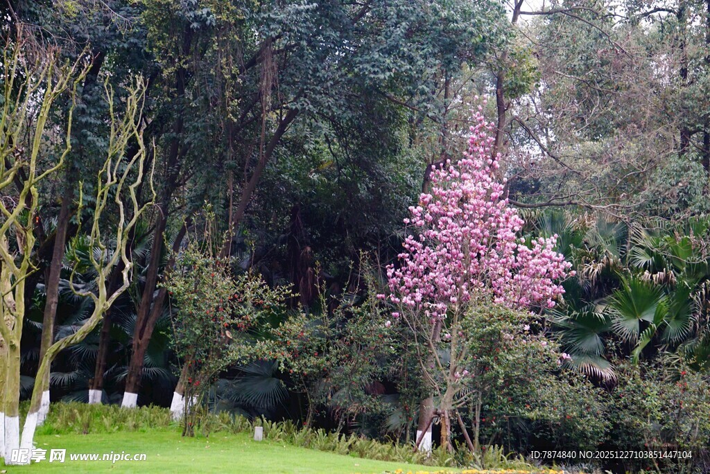 春日粉花树与葱郁树林