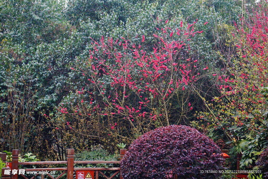 园林美景中的多彩植物