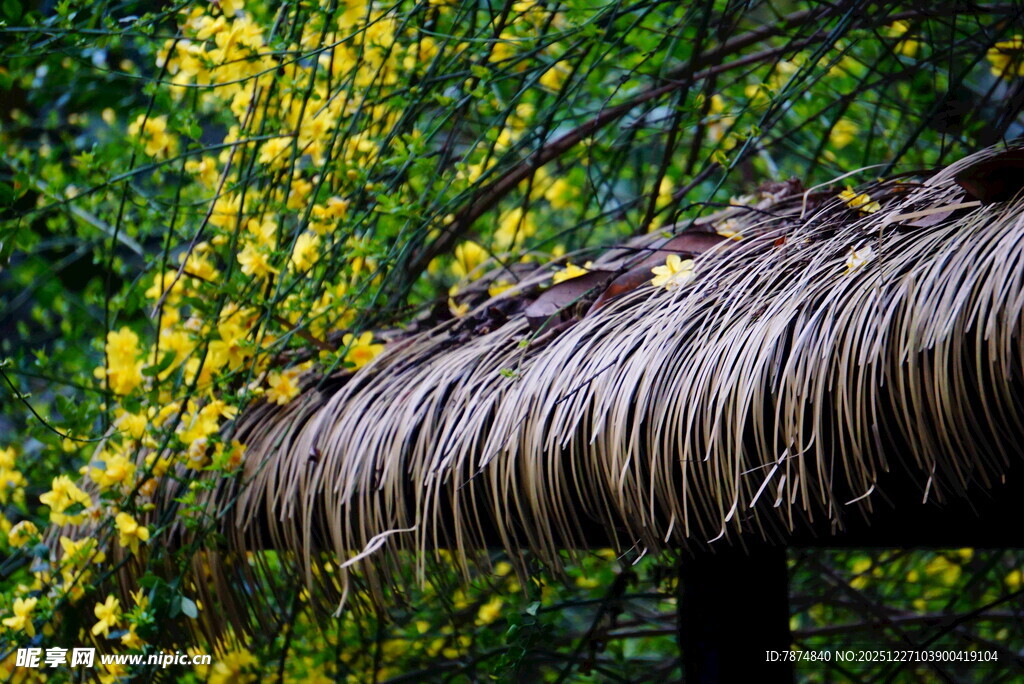 茅草屋顶旁的葱郁绿植