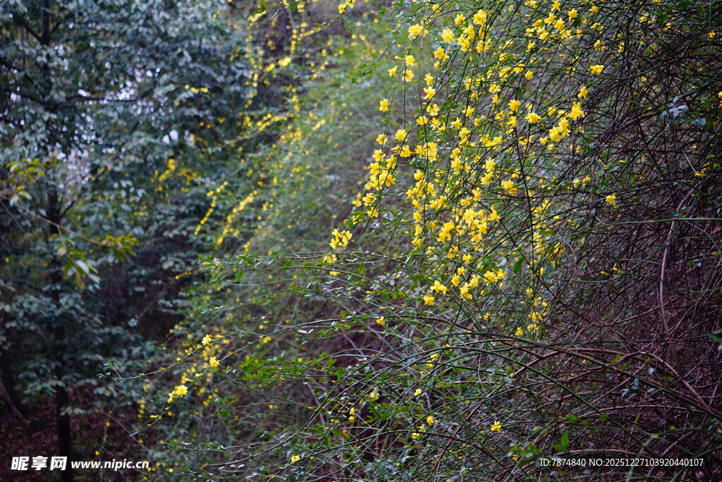 金黄花朵垂挂于葱郁林间