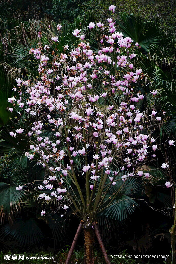 盛开的粉色繁花树