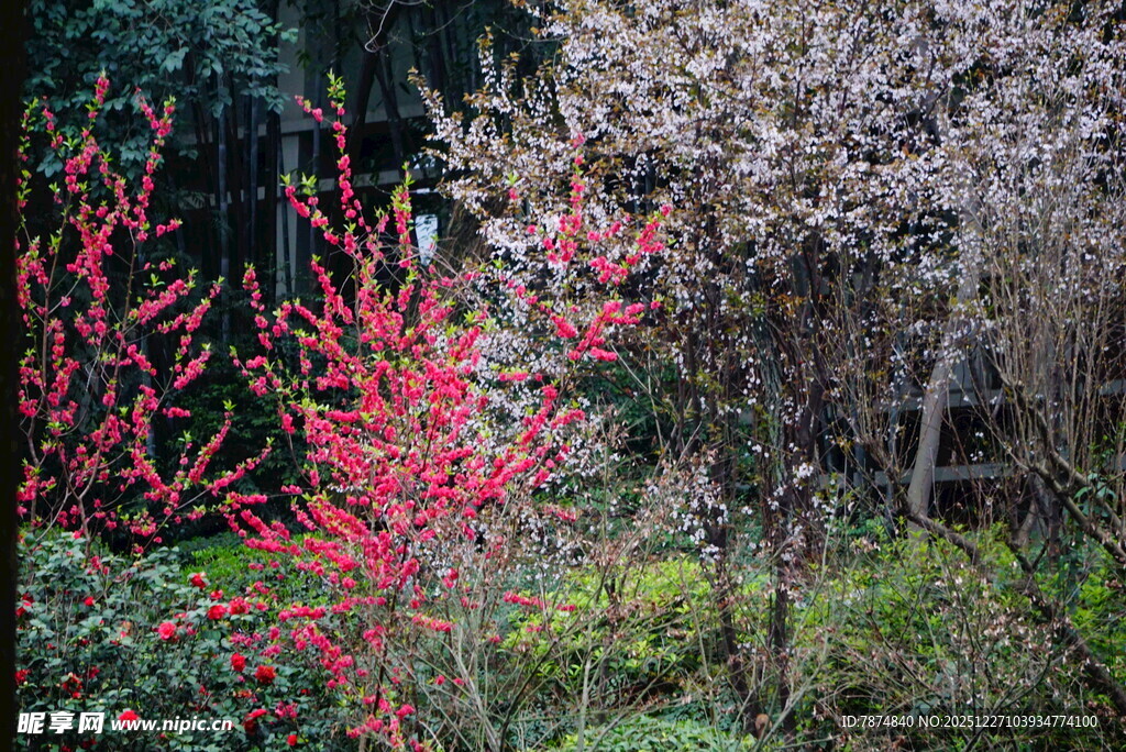 春日林间多彩植物景观
