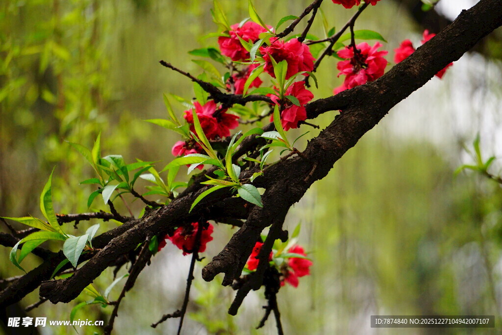 枝头绽放的娇艳红花朵