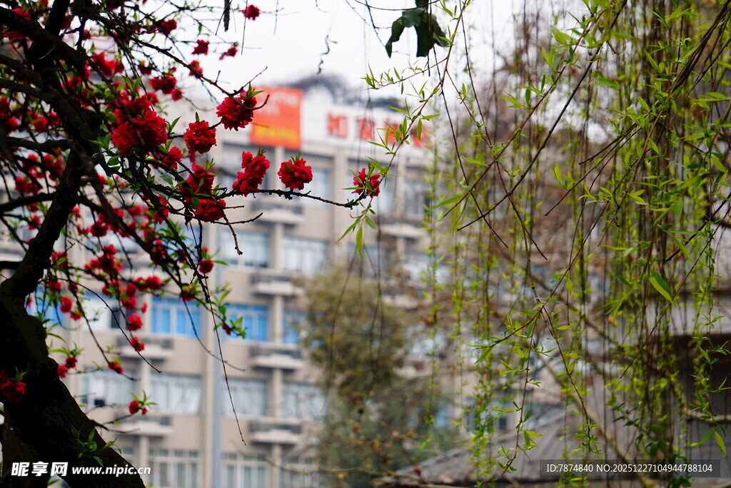 小区中繁花与楼房景致