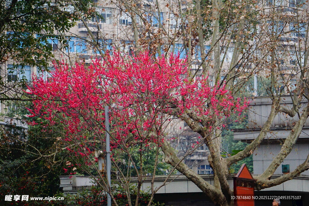 城市中绽放的艳丽红花朵