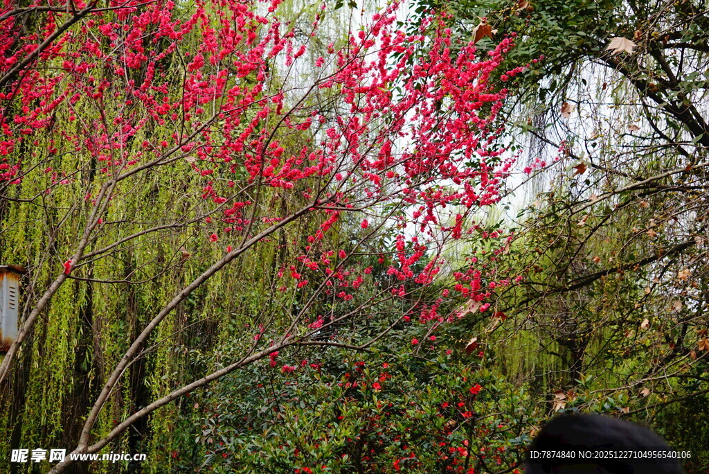 春日烂漫红花开满枝