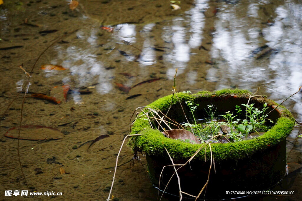 泥地上的绿植盆栽