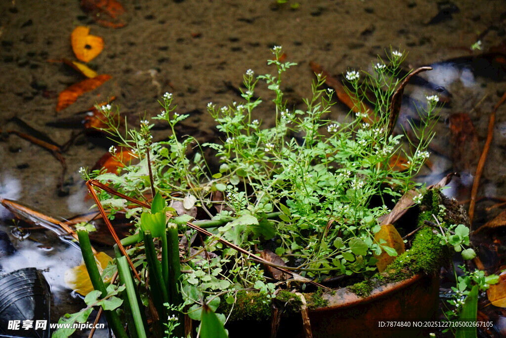 盆栽绿植 生机盎然的小世界
