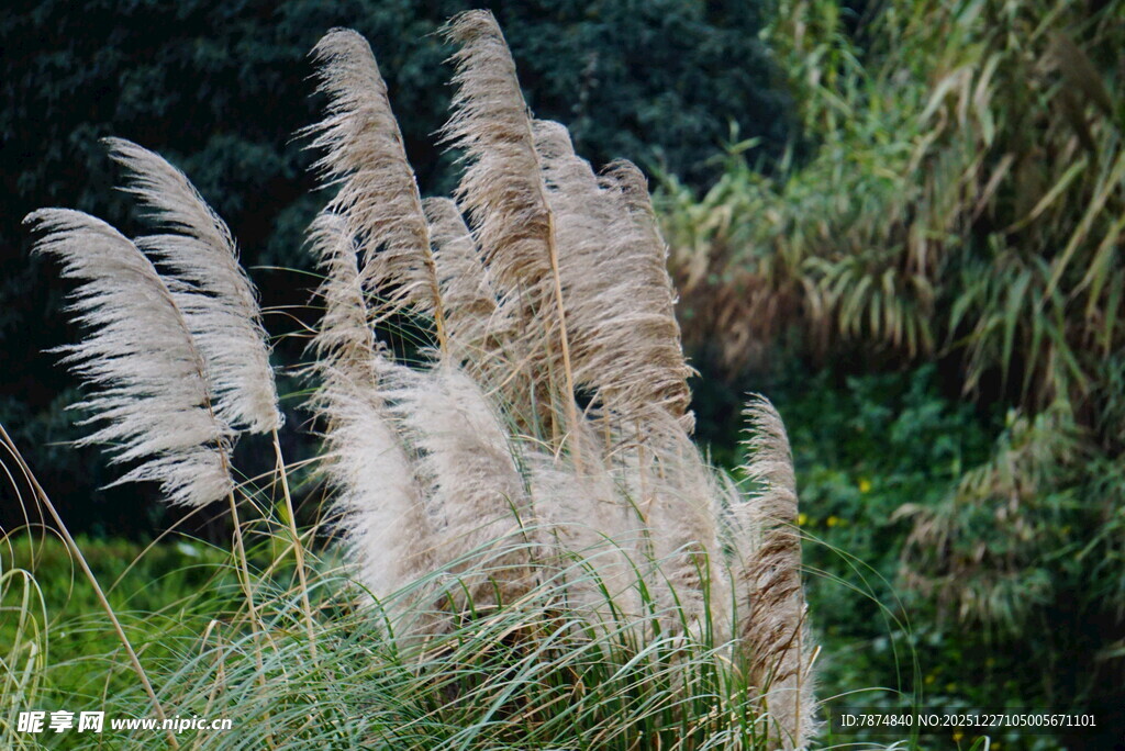 风中摇曳的美丽蒲苇