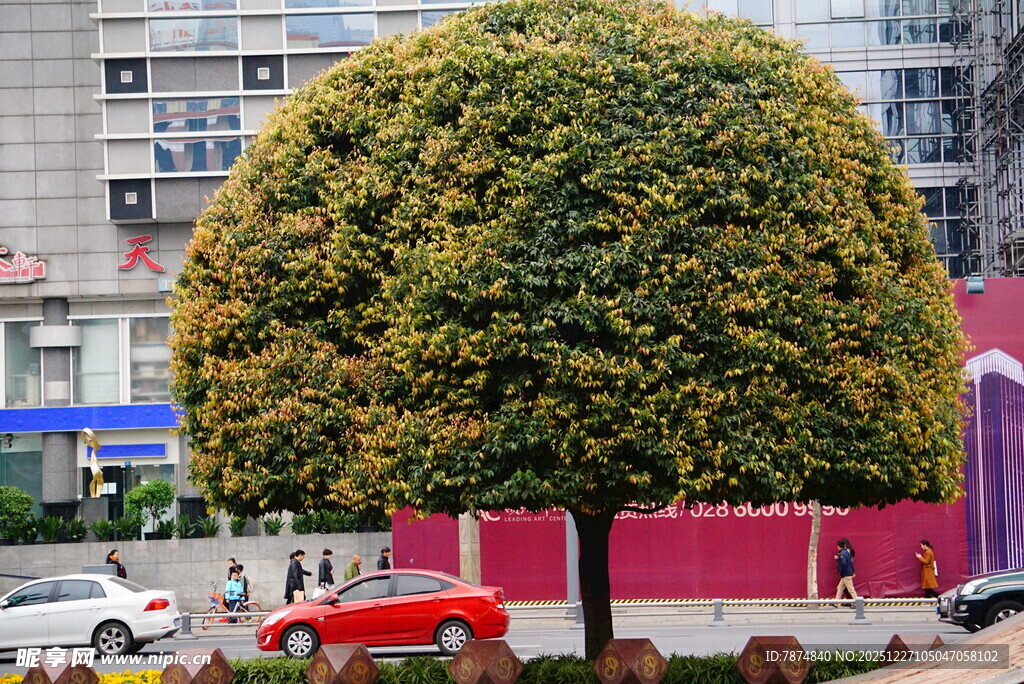 球形绿植装点城市街道
