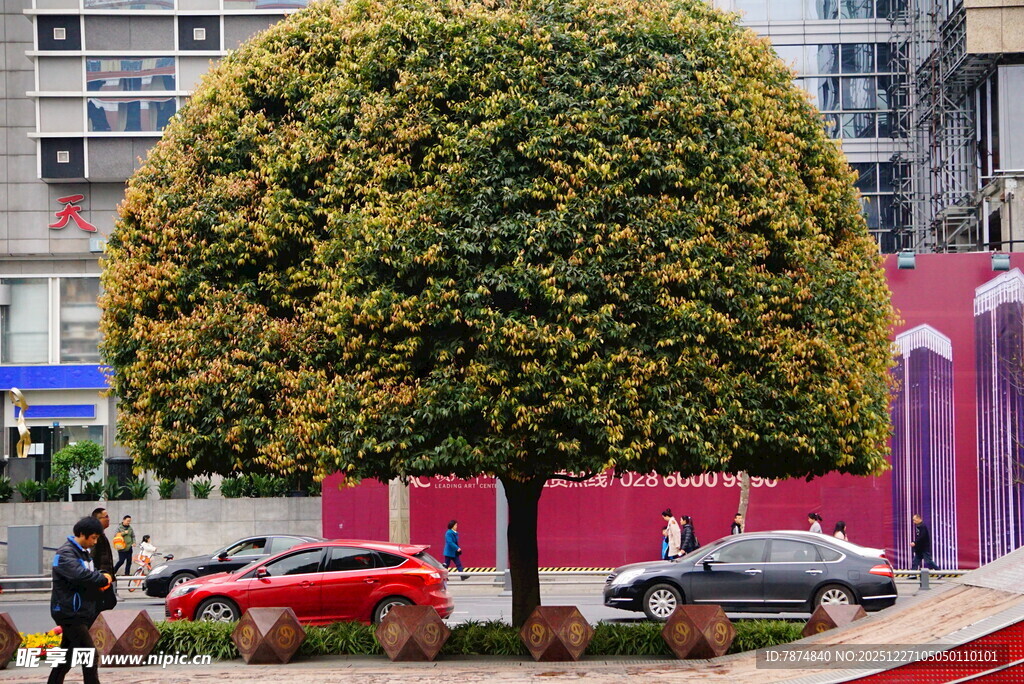 球形绿植装点城市景观