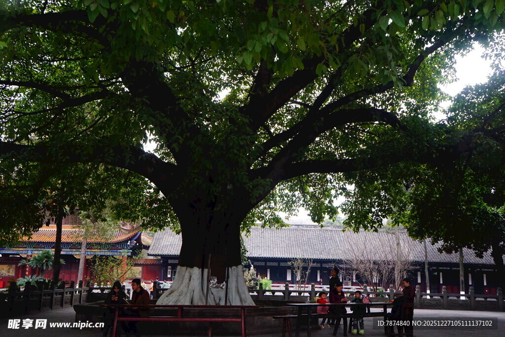 古树下的热闹市井景象