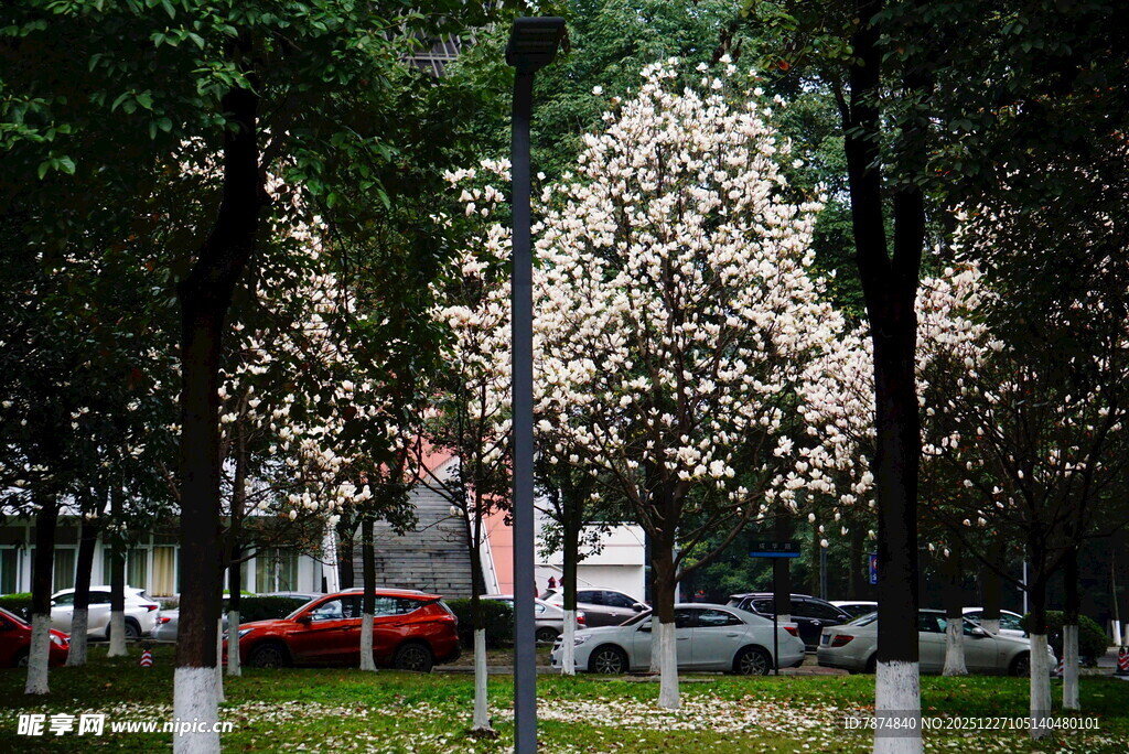 城市中繁花盛开的林荫道