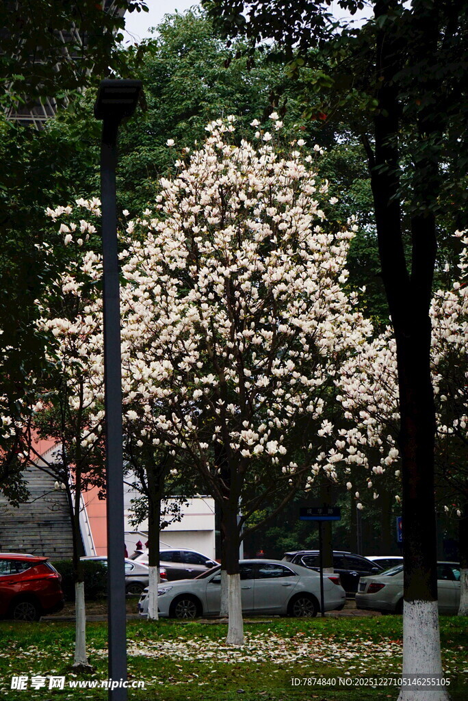 街头盛开的繁花美景