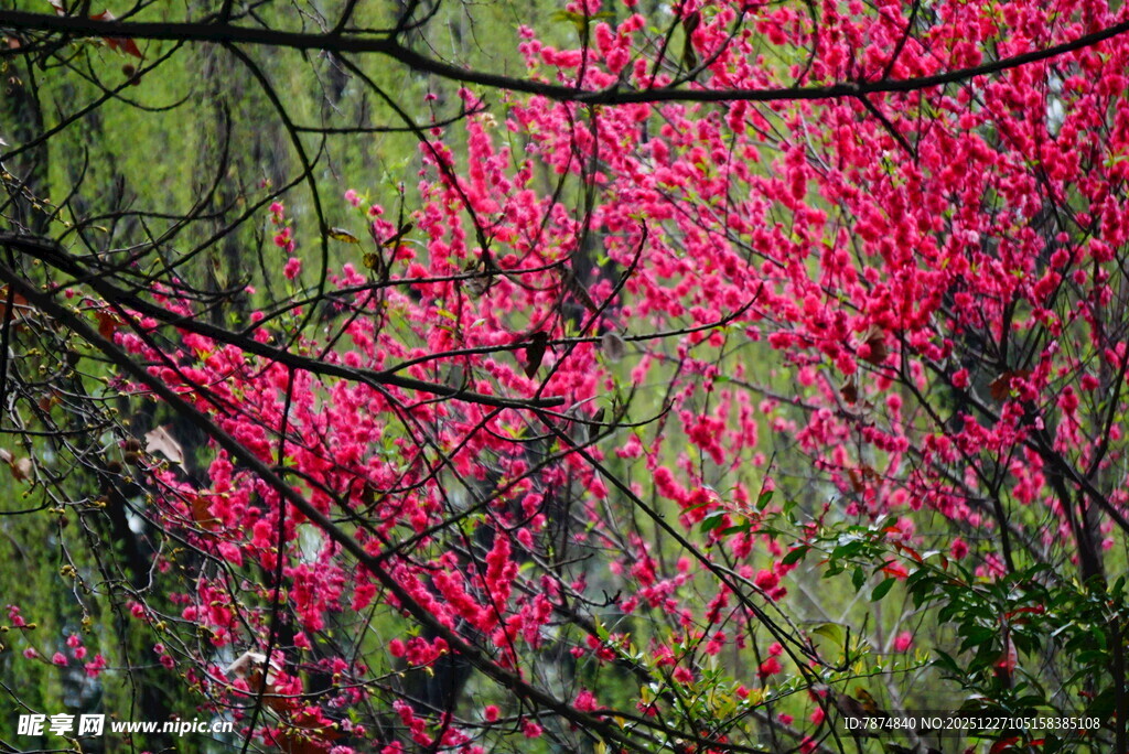 春日烂漫盛开的艳丽繁花