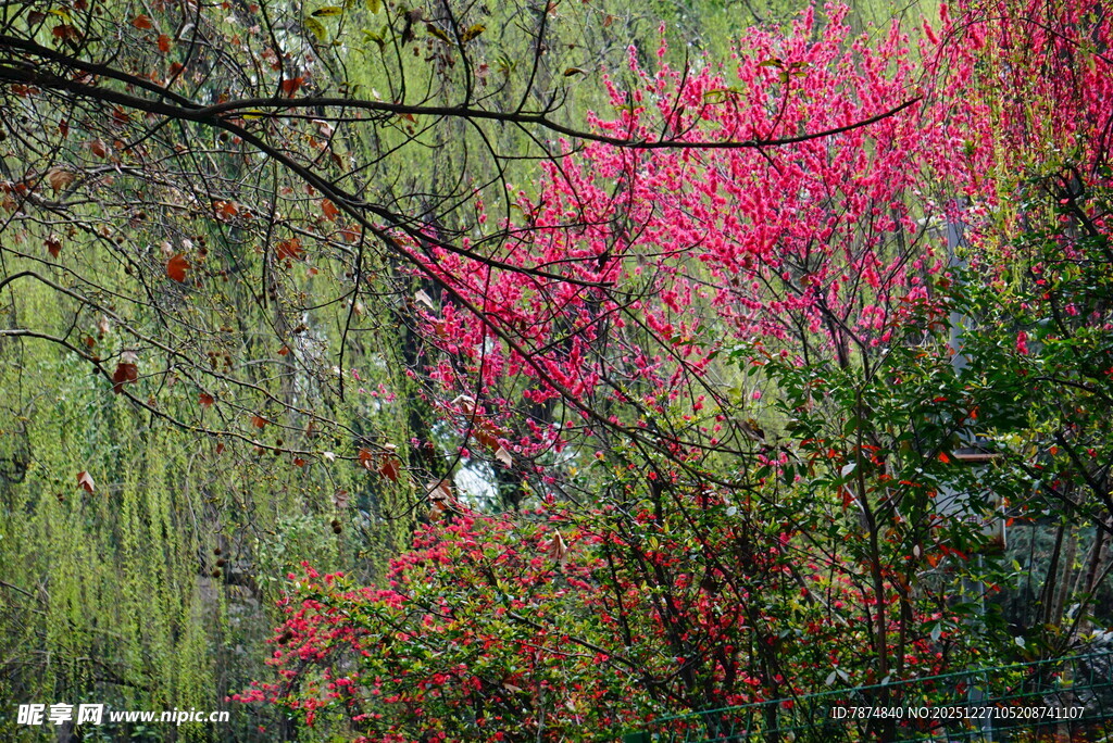 春日繁花与柳色美景