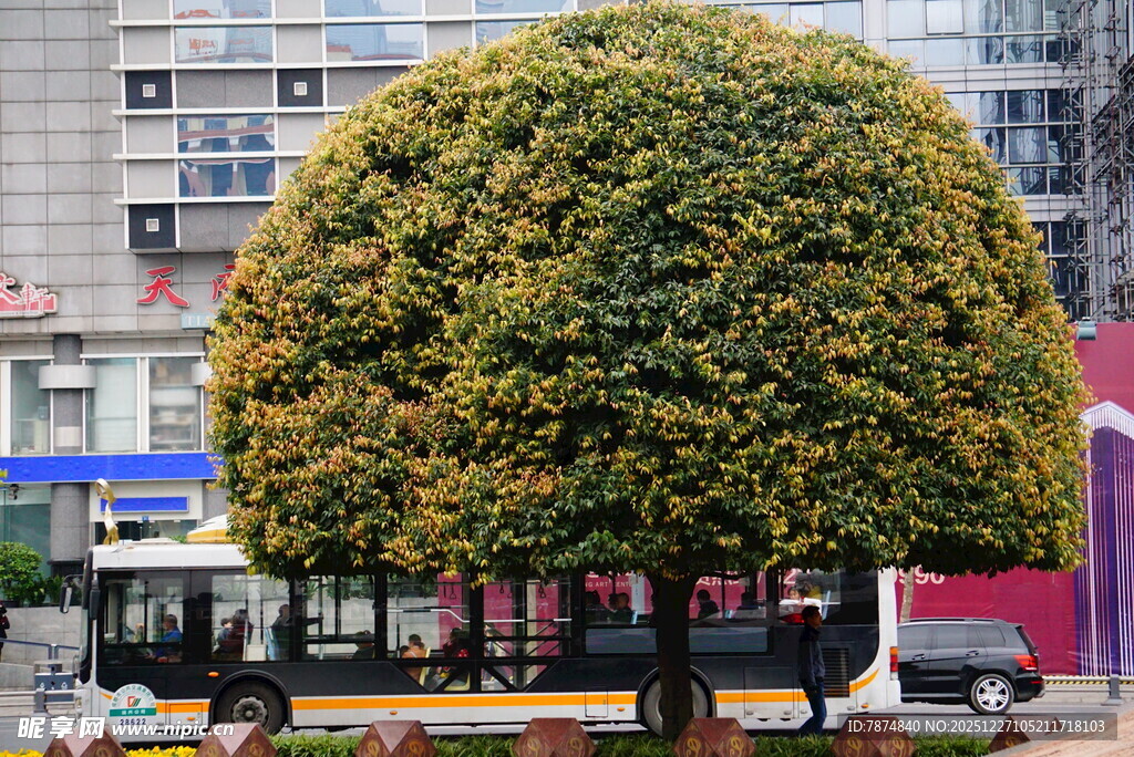 球形树冠的繁茂绿植