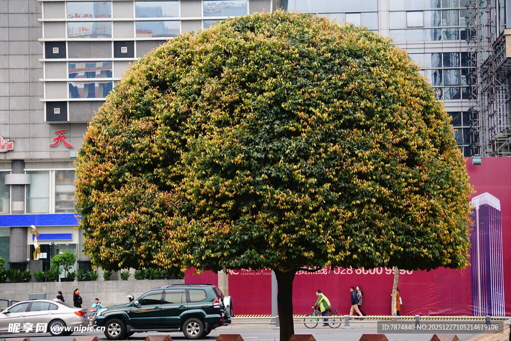 球形修剪树木 城市街景