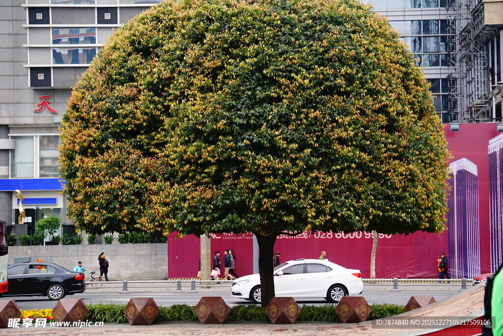 球形修剪绿植装点街道