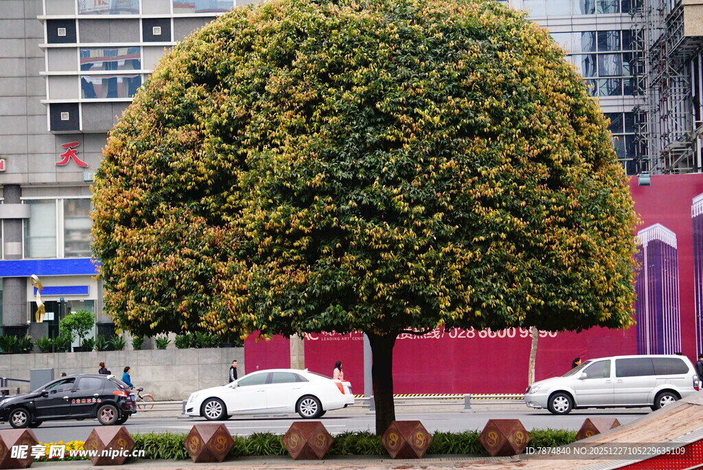 球形绿植装点城市街道