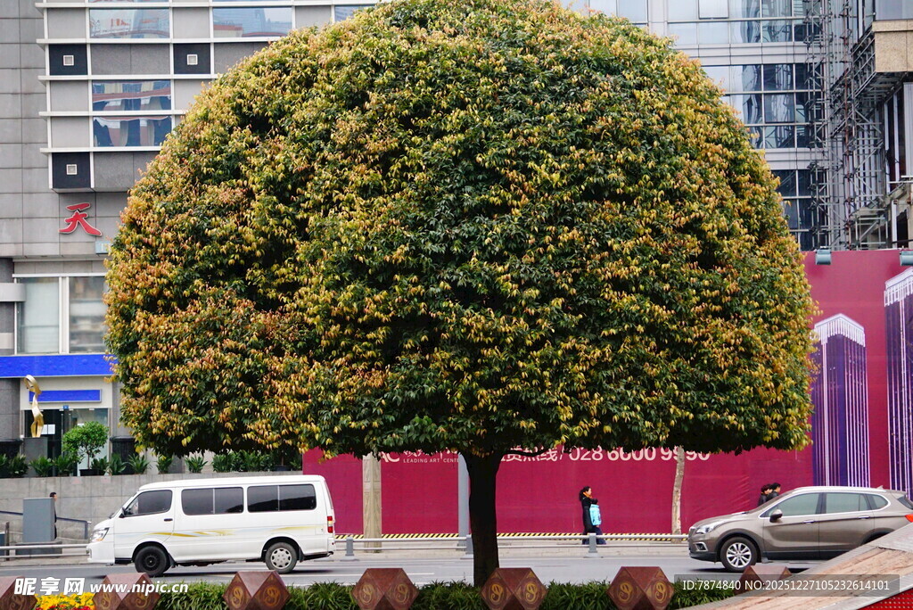 球形修剪树木 城市街景