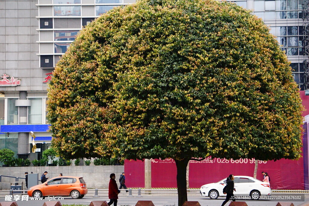 城市中造型独特的球形树木