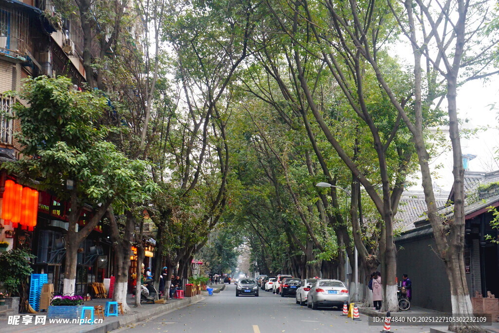 古街林荫下的静谧街景