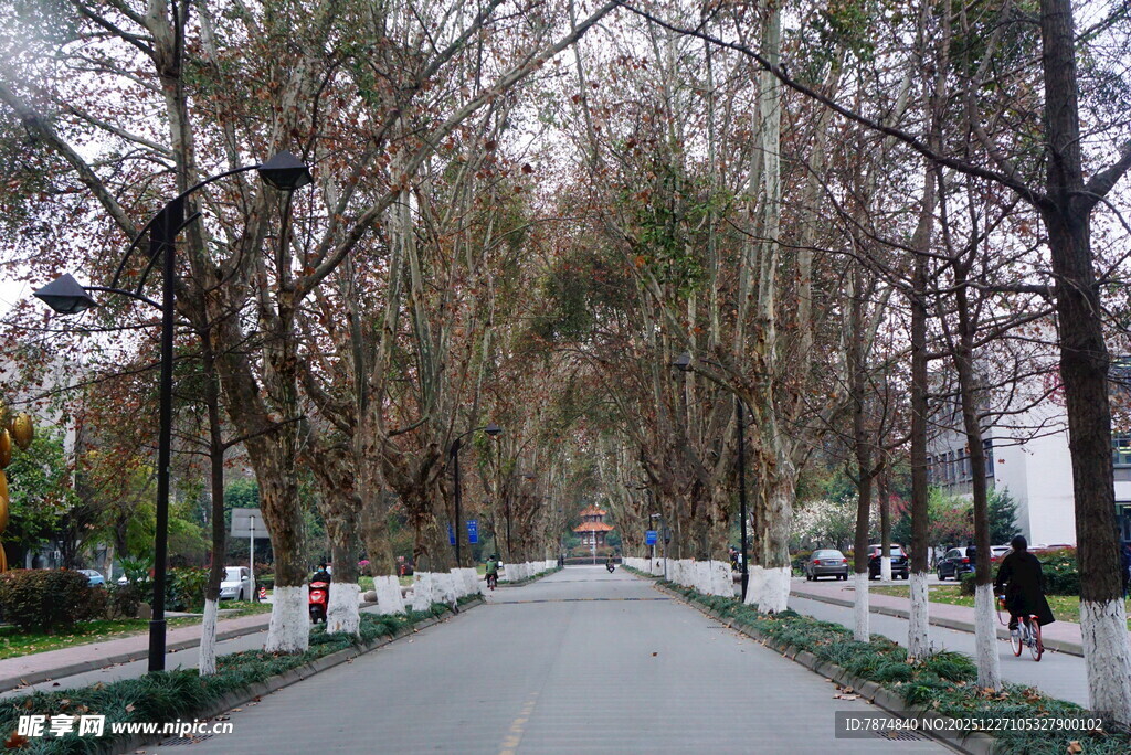 林荫大道的静谧风景