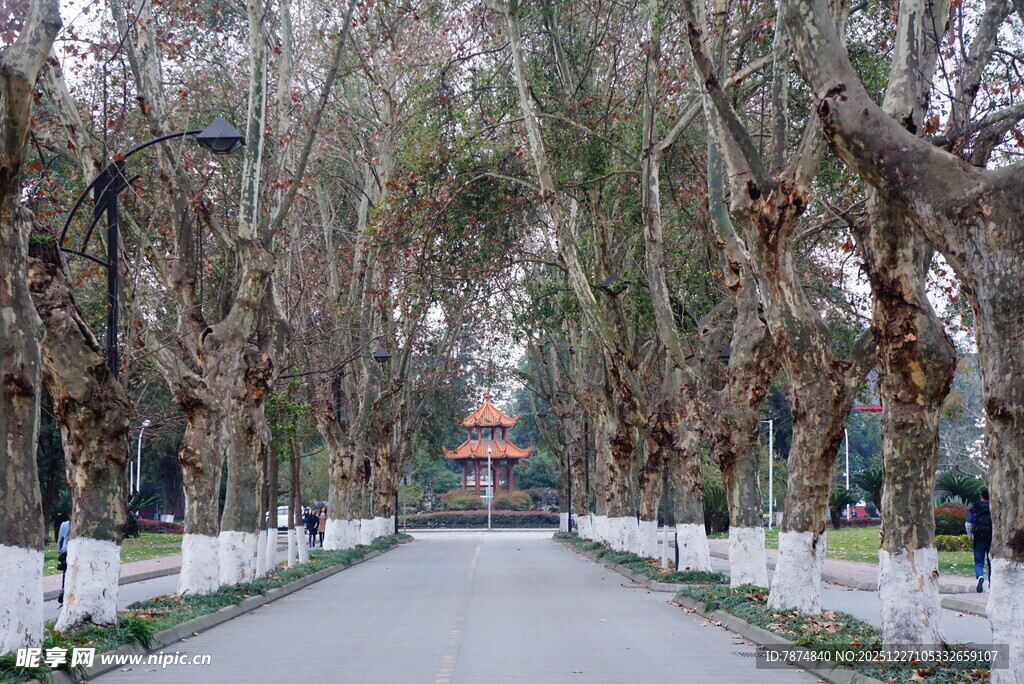 林荫大道中的古典建筑