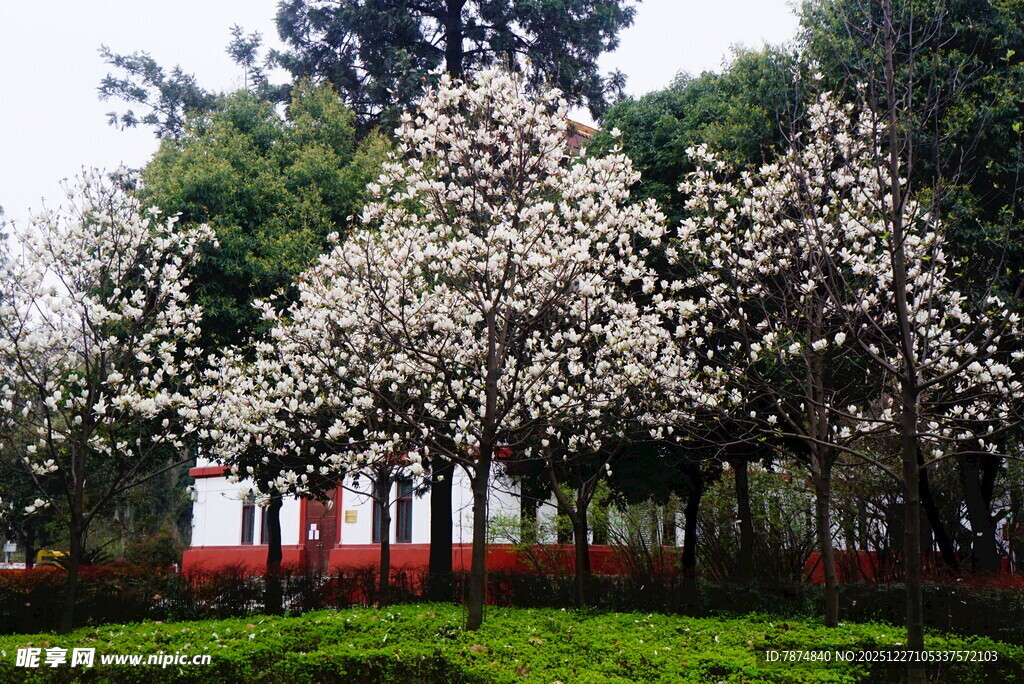 春日繁花盛开的校园景致