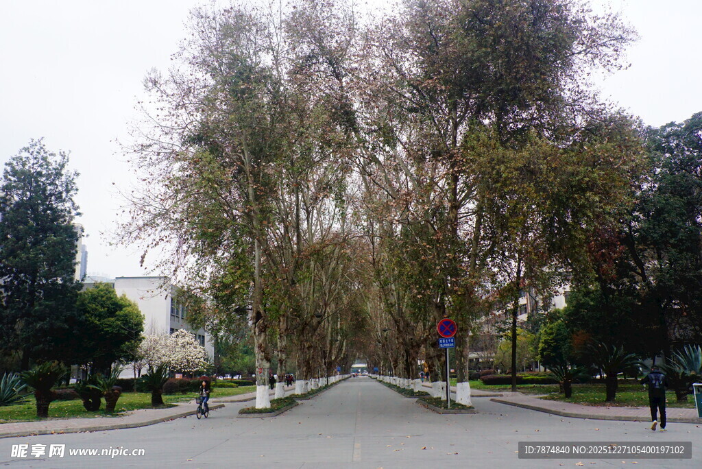 林荫大道的静谧风光