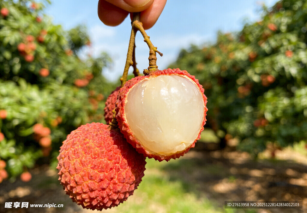 果园里剥开的荔枝