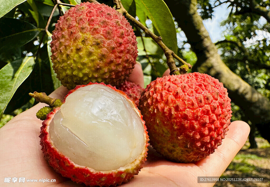 手捧新鲜的荔枝
