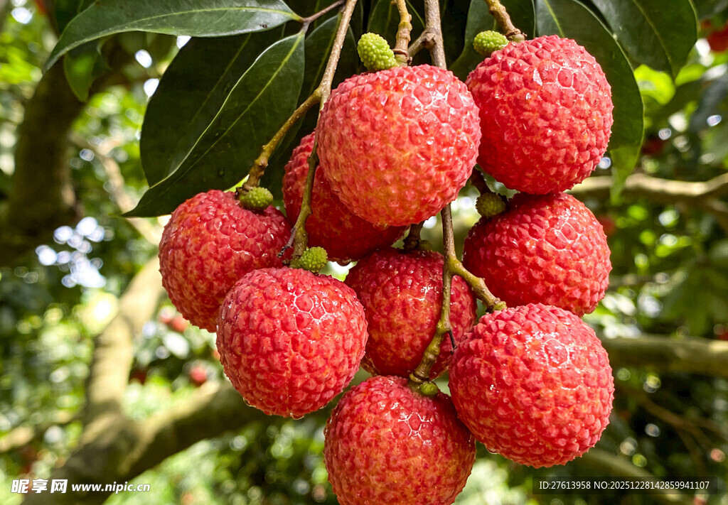 枝头饱满的红荔枝